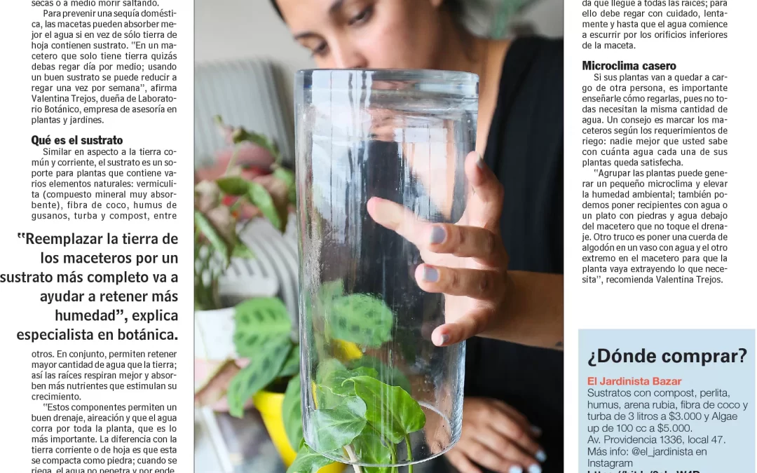 Cambie la tierra de sus plantas y riégueles una vez por semana